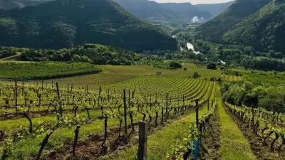 Millau Grands Causses rejoint l'ANEV pour soutenir l'appellation Côtes de Millau