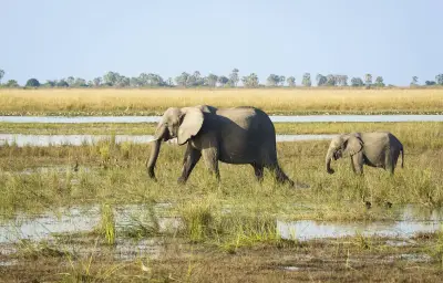 Mort de 15 éléphants au Kenya : empoisonnement par des tomates au cyanure