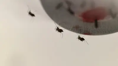 Moustiques : chute spectaculaire des cas de dengue et chikungunya en 2026