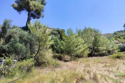 À Nice, un retraité alerte sur le risque incendie d'une friche voisine
