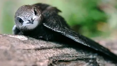 Nîmes : appel aux bénévoles pour nourrir les martinets noirs victimes de la canicule