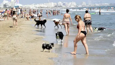 Nouvelle plage pour chiens à Carnon : un succès près de Montpellier