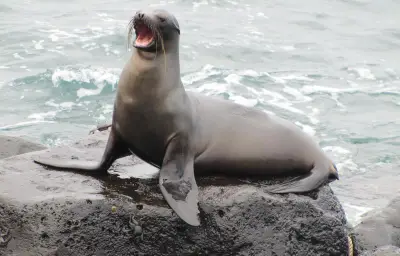 Otarie frappée à coups de pied à San Diego : la NOAA enquête