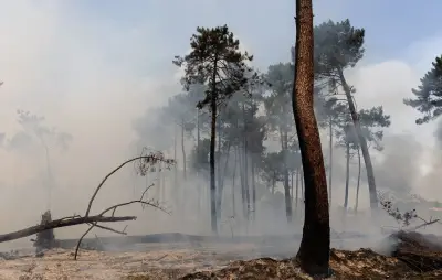 Pourquoi certains arbres résistent-ils aux incendies en Gironde ?