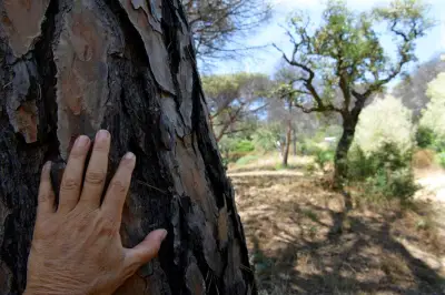 Ramatuelle mise sur des réserves forestières pour ses grands projets