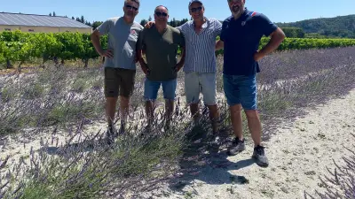 Récolte précoce du lavandin dans le Gard : 25 hectares exploités à Pujaut