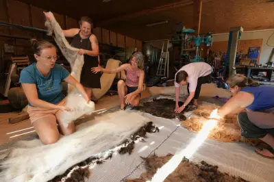 Relance de la filière laine : les éleveurs varois se mobilisent
