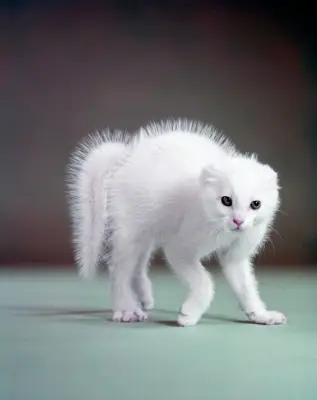 Rencontres d'Arles 2026 : le modèle animal décrypté