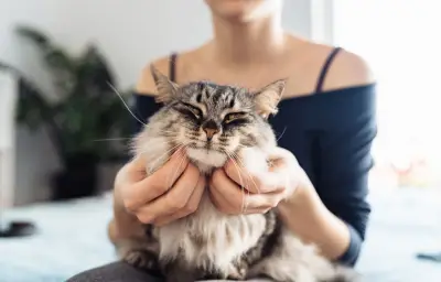 Ronronnement du chat : bien plus qu'un simple signe de bonheur