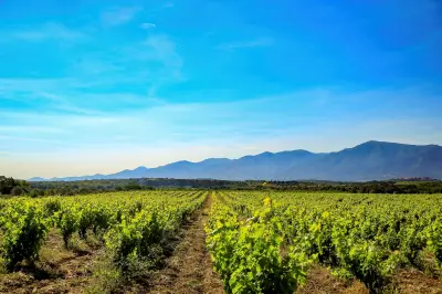 Roussillon : les meilleures cuvées estivales à déguster