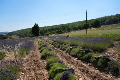 À Sault, la lavande se récolte encore à la faucille