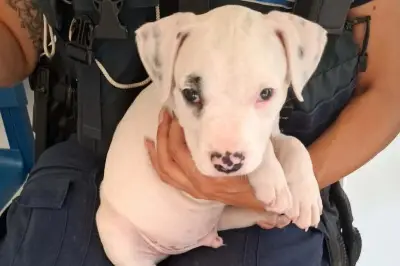 Sauvetage d'un chiot enfermé dans une voiture en plein soleil à Cannes