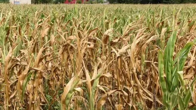 Sécheresse en Occitanie : les agriculteurs redoutent une année noire