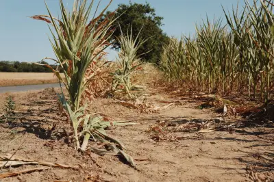Sécheresse : où est passée l'eau tombée cet hiver ?