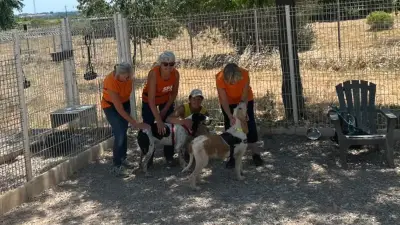 SPA Montpellier : animaux suffoquent sous 40°C, bénévoles s'adaptent
