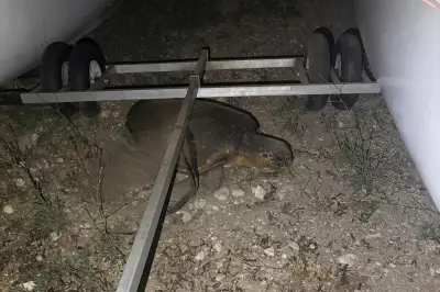 Tortue caouanne pond sur la plage du Yacht-club à Toulon, une première