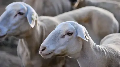 Un Cévenol condamné à huit mois ferme pour avoir volé et égorgé cinq agneaux