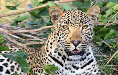 Un léopard attaque deux employés dans un magasin d'alcool en Inde