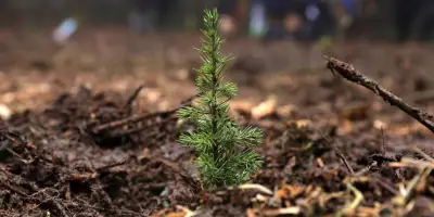 Un milliard d'arbres plantés : le décret sur le renouvellement des forêts annulé par le Conseil d'État