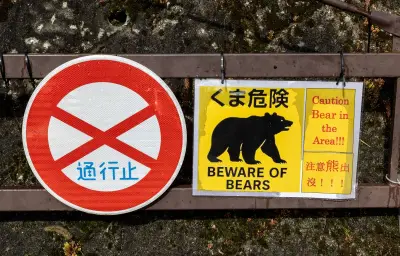 Un ours noir multiplie les cambriolages dans une ville japonaise