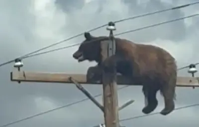 Un ours perché sur un poteau électrique meurt électrocuté au Nouveau-Mexique