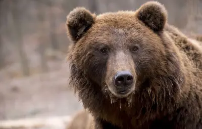 Un ours s'approche d'un enfant, le chien de la famille intervient