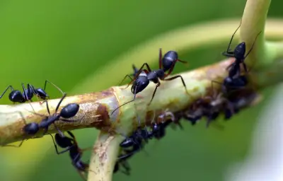 Un restaurant étoilé coréen poursuivi pour avoir servi des fourmis