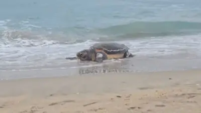 Une tortue caouanne de 80 kg échouée sur une plage de Sète le 14 juillet