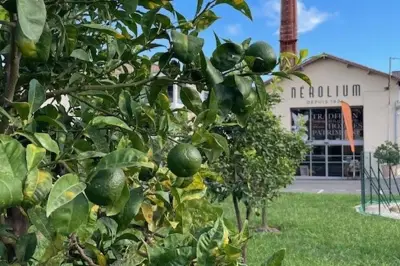 Vallauris : la culture de la fleur d'oranger reconnue par l'Unesco