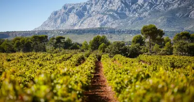 Vin : le cru Sainte-Victoire, nouvel atout des Côtes-de-Provence