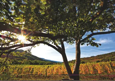 Vins blancs d'été 2026 : notre sélection pour suivre la Loire