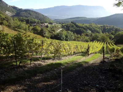 Vins du Bugey : fraîcheur, fruit et bulles ancestrales