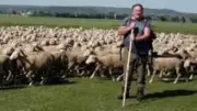 300 brebis en pâturage estival sur la zone humide du Planas à Pujaut