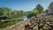300 brebis trouvent refuge estival sur les berges de l'Orb