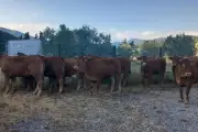 45 vaches coincées à Nice : leur calvaire et la solidarité