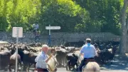 75 taureaux dans les rues pour les 75 ans du club taurin Le Trident