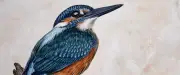 8e Journées de l'oiseau : art et nature dans les gorges du Tarn