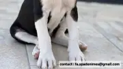 Abandonnés dans un carton près d'Alès, neuf chiots en pleine santé cherchent adoptants