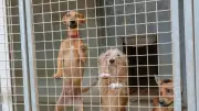 Abandons d'animaux : des propriétaires témoignent de leur déchirure