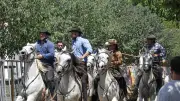 Abrivados et bandidos : la passion des manadiers pour les traditions camarguaises