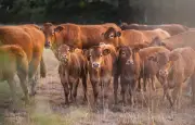 Accident ferroviaire en Haute-Saône : 21 vaches tuées par un train
