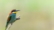 Activités nature au Méjean : escapades, insectes et oiseaux