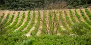 Aides à l'agriculture bio : Bercy accusé de détournement