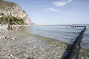 Alerte aux méduses dans les Alpes-Maritimes et le Var : liste des plages