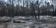 Alexis Jenni : les arbres calcinés, membres implorants du ciel