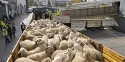 Algérie : le scandale des moutons de l'Aïd embarrasse le pouvoir