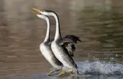 Animaux qui marchent sur l'eau : les secrets de la nature