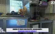 Animaux traumatisés et refuges saturés : le cri d'alarme de la SPA