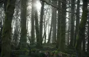 Appel à la nature : l'argument fallacieux qui exploite nos biais