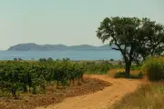 Après le succès des cuvées pâles, le rosé retrouve des couleurs
